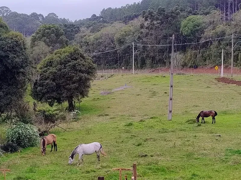 Cavalos pastam em um campo gramado com árvores, sob um céu nublado.