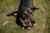 A black and brown dog is looking up at the camera.