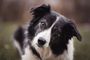 A black and white border collie dog is looking at the camera.