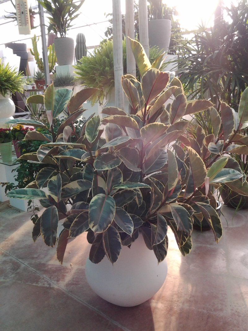 pianta da appartamento