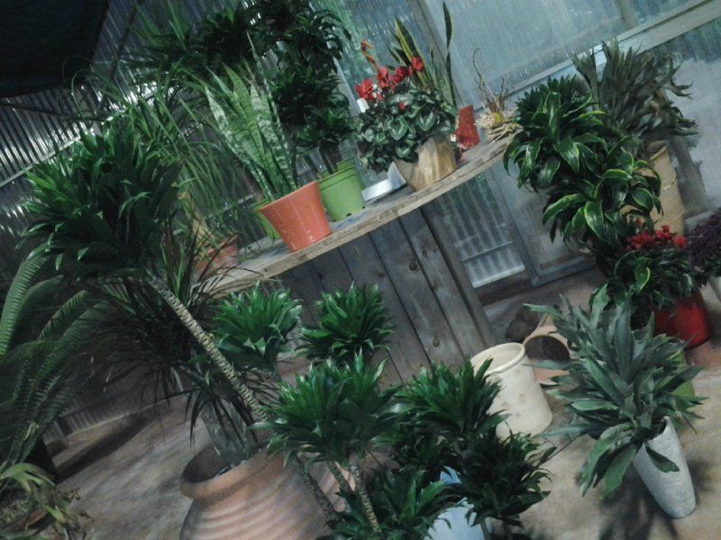 vendita di piante da esterno