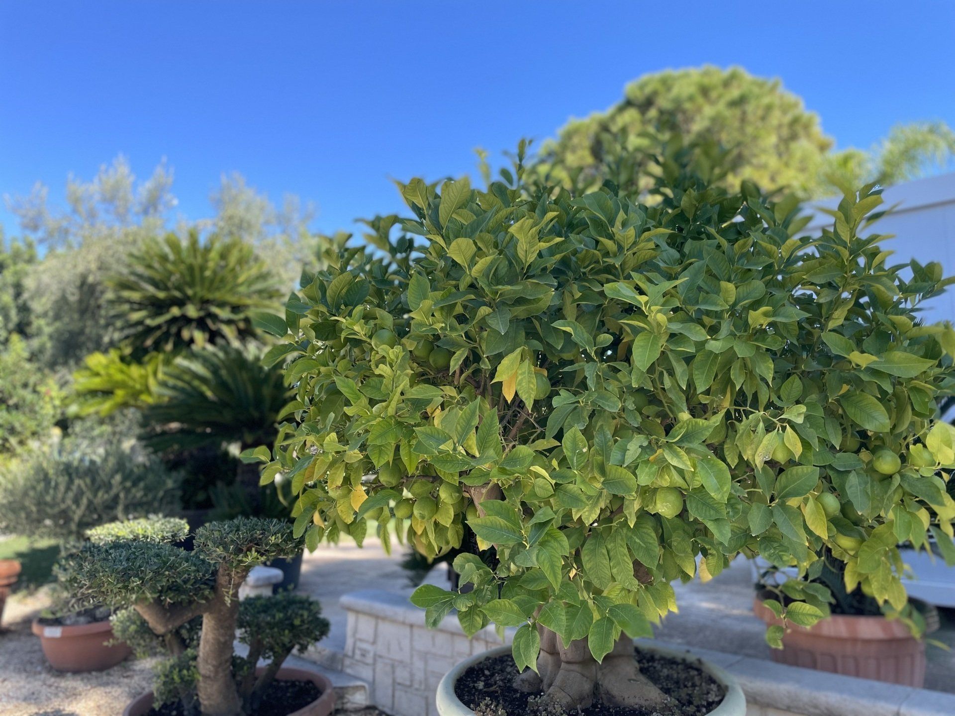 Limone Bonsai