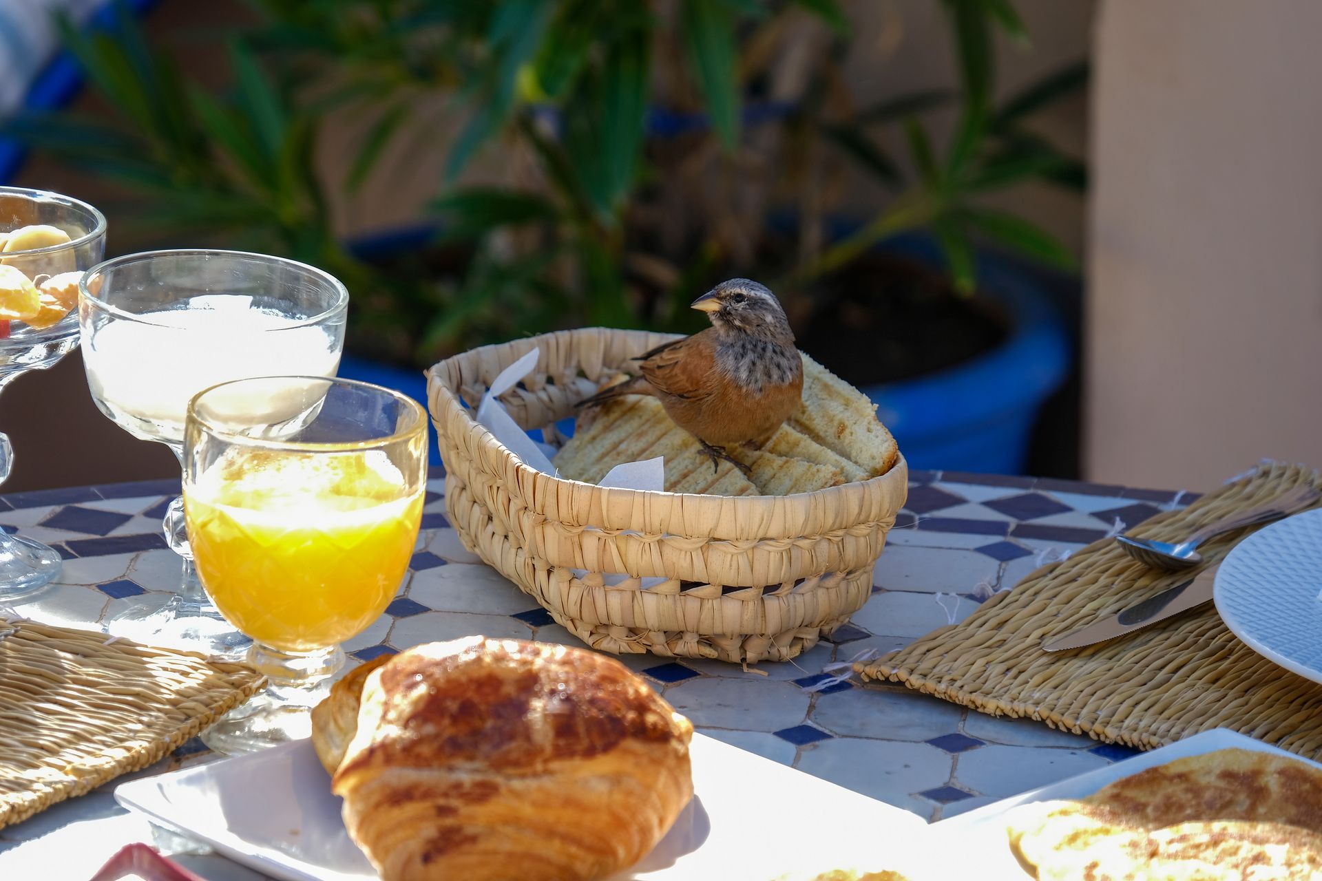Bird perched in a bread basket on a breakfast table with pastries, juice, and potted plants.