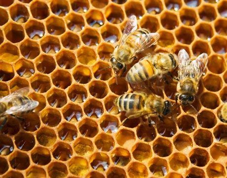 A group of bees are sitting on top of a honeycomb.