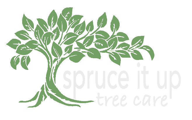 A green illustration of a leafy tree with exposed roots, accompanied by the text "spruce it up tree care."