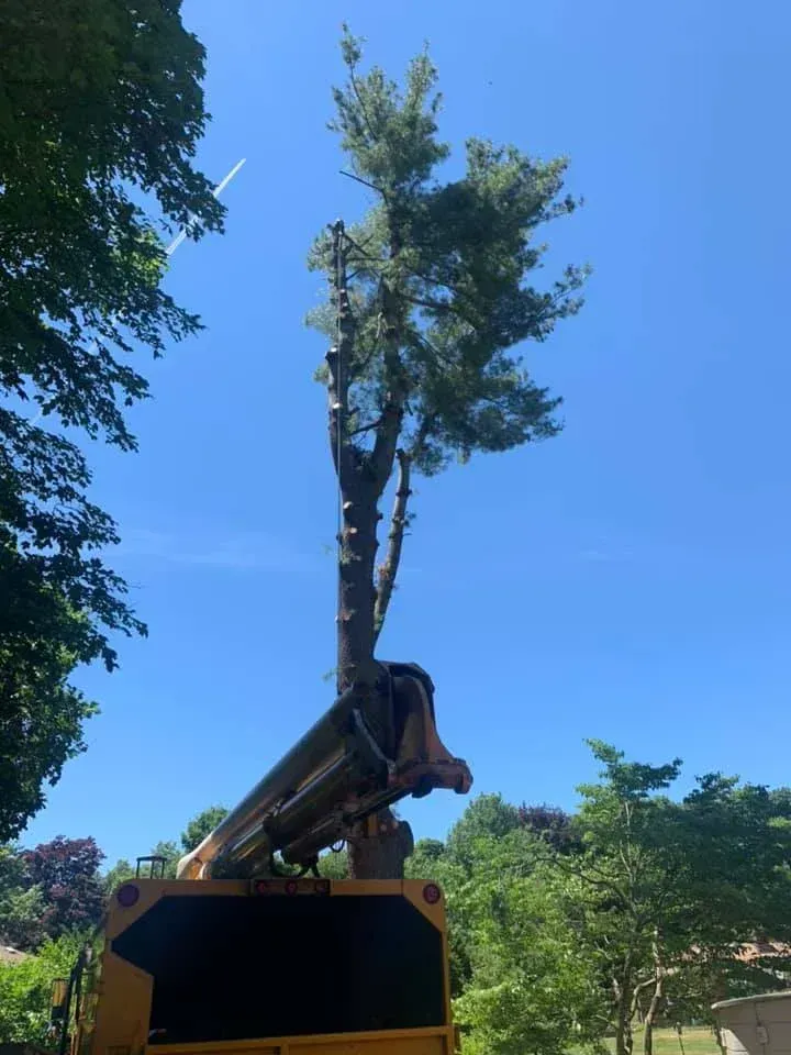 A crane with a boom arm positioned to trim the branches of a tall evergreen tree under a clear blue sky.