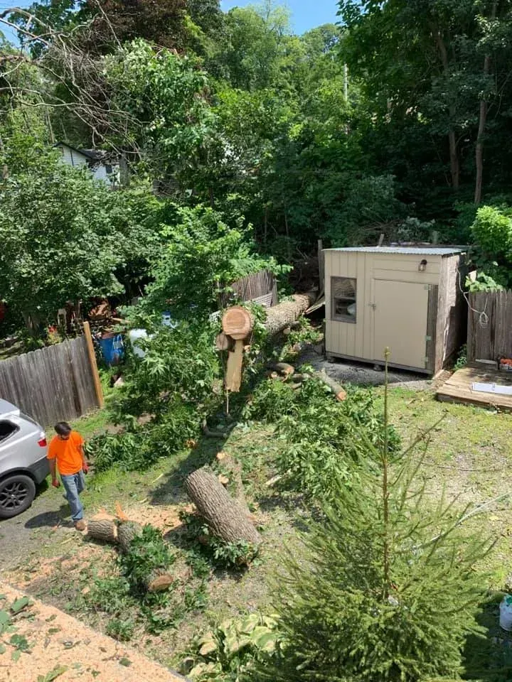 A person in an orange shirt stands in a backyard near a large tree recently cut into sections on the grass.