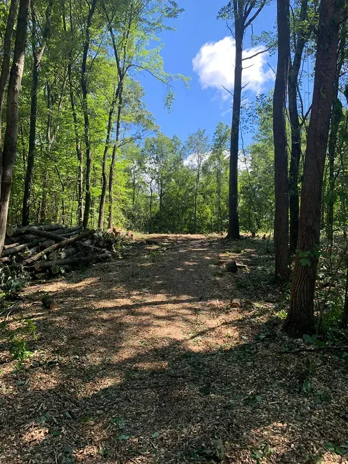 A dirt path leads through a bright green forest under a blue sky with a single cloud and a pile of logs on the left.