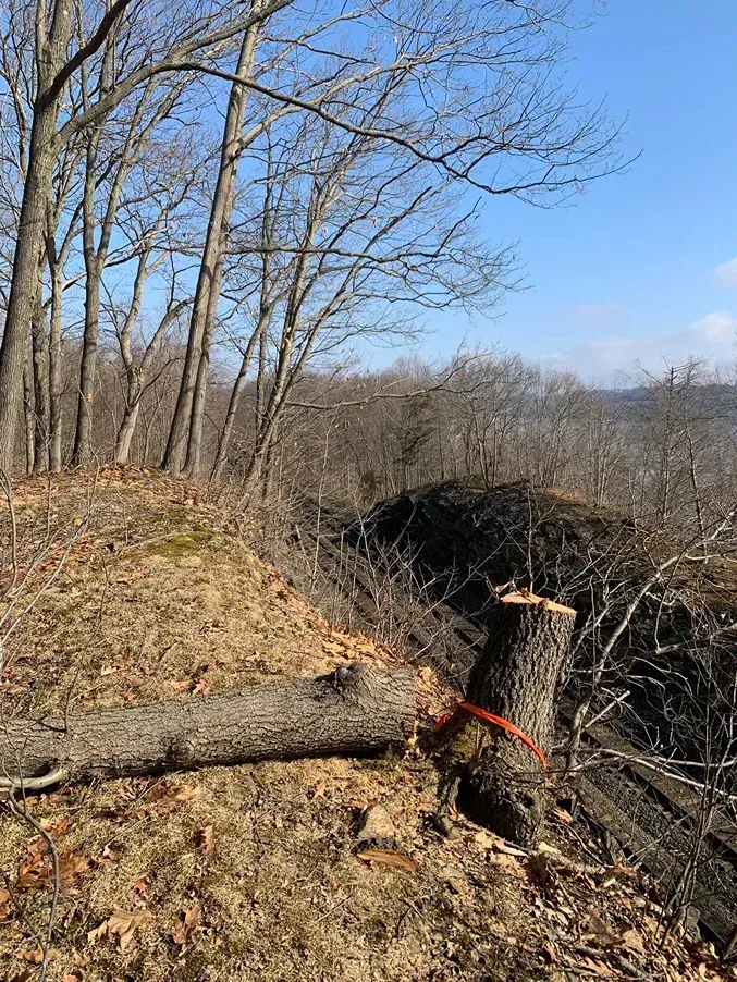 A fallen tree trunk lies on a hillside next to its stump, overlooking a vast, leafless forest under a clear blue sky.