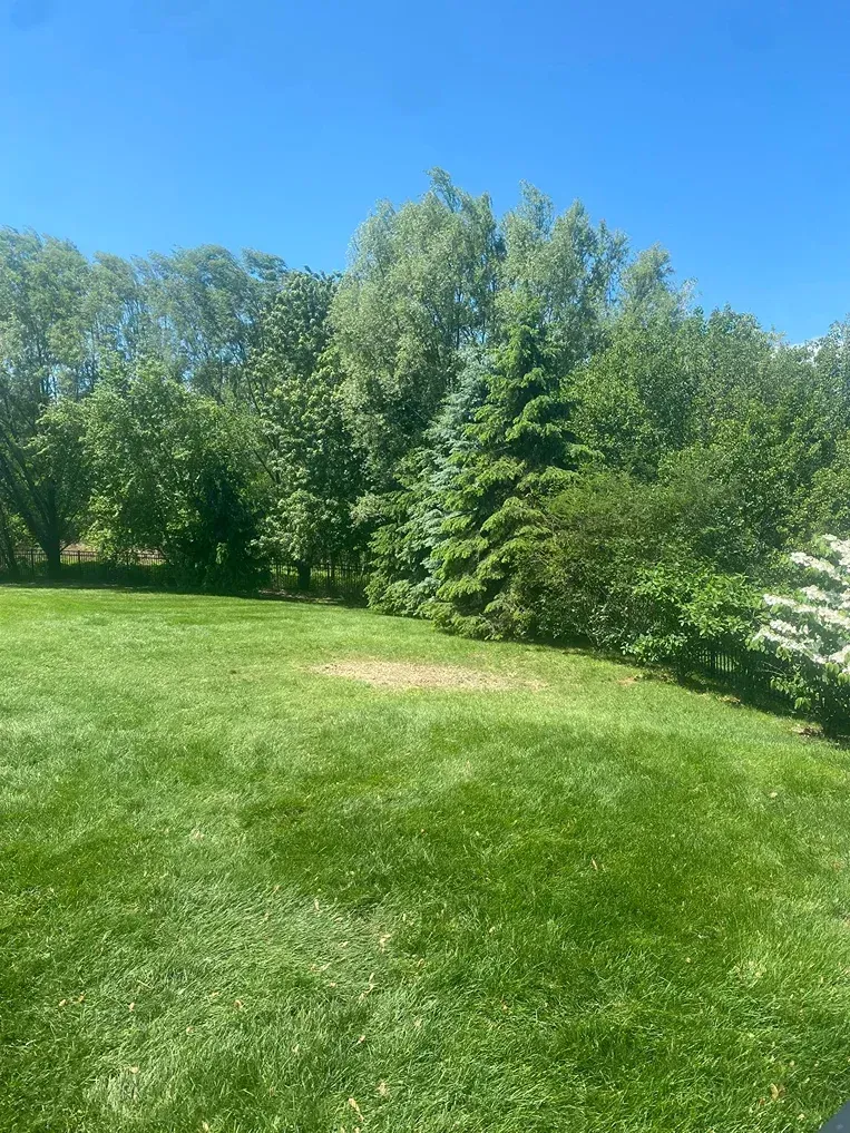 A lush green lawn stretches toward a dense line of trees under a bright blue, clear sky.