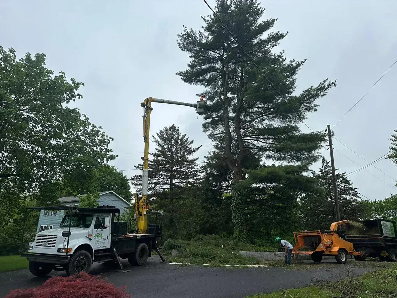 A worker in a bucket truck prunes a tall pine tree while another worker uses a wood chipper on a driveway.