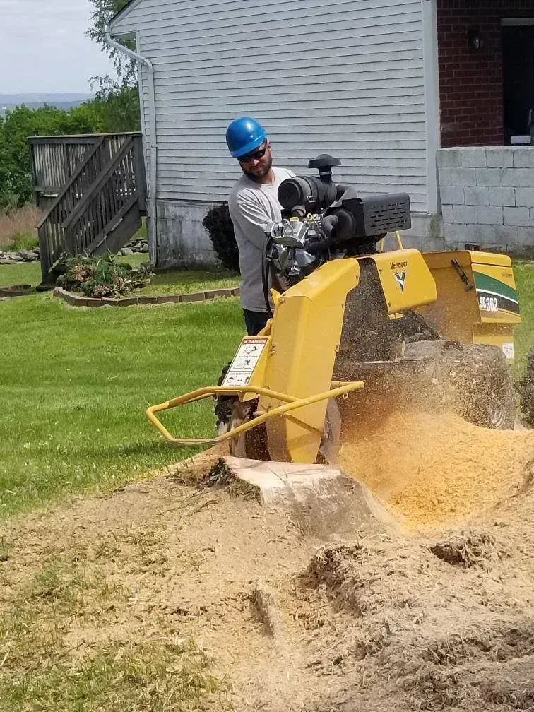 A person wearing a blue hard hat operates a yellow stump grinder to remove a tree stump in a yard.