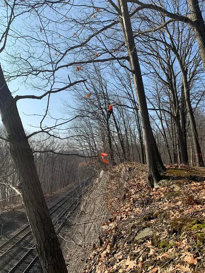 A worker in bright orange gear climbs a tree on a wooded slope next to railroad tracks.