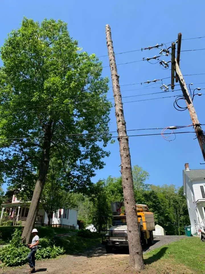 A worker stands near a tall, branchless tree trunk next to power lines and a utility truck in a residential area.
