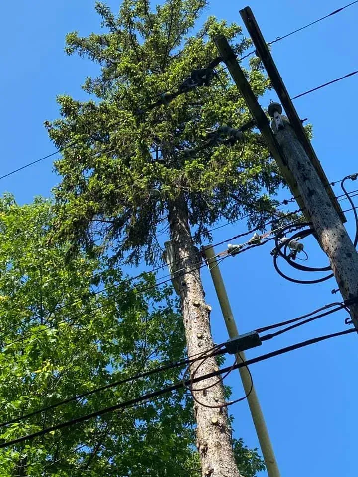 A tall evergreen tree grows directly against and through overhead utility power lines against a clear blue sky.