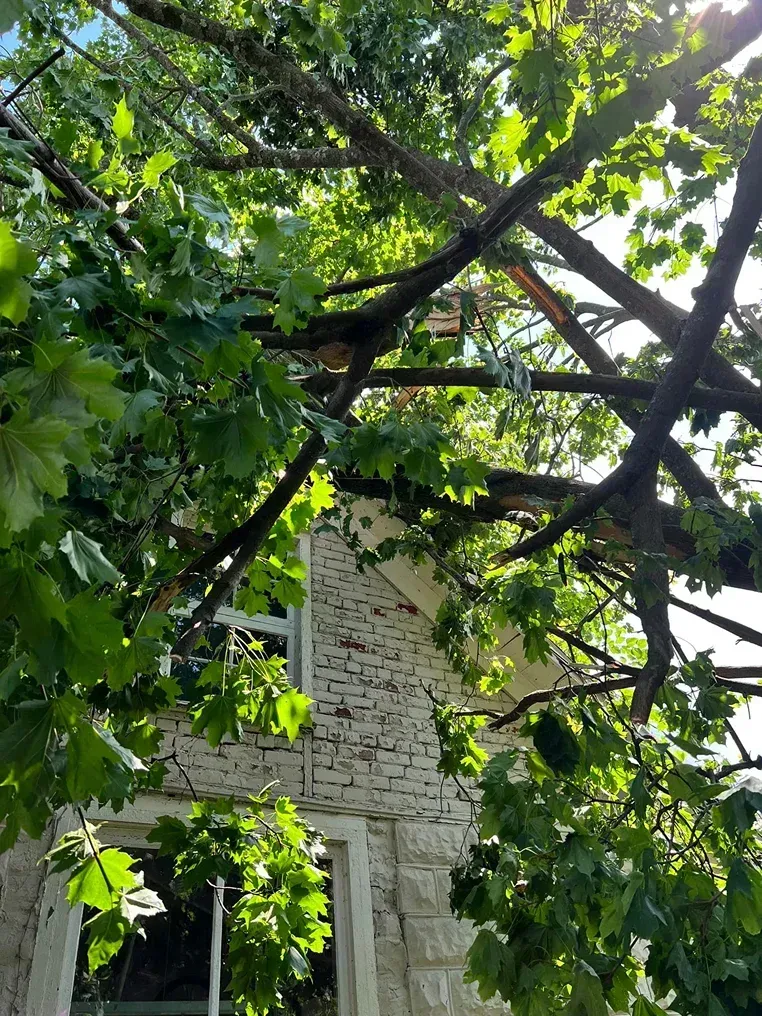 Large tree branches hang low over the facade of a white stone building with visible brickwork.