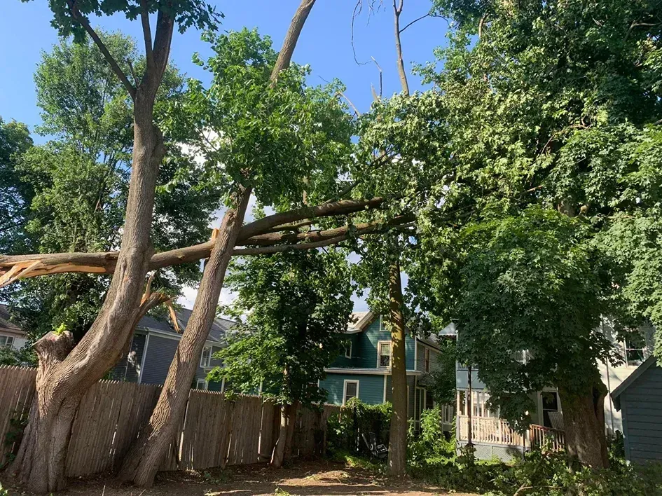 A broken tree trunk hangs suspended across a wooden fence, with leafy branches and a blue house in the background.