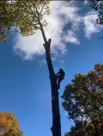 A climber harnessed to a tall, partially pruned tree trunk against a blue sky with clouds.