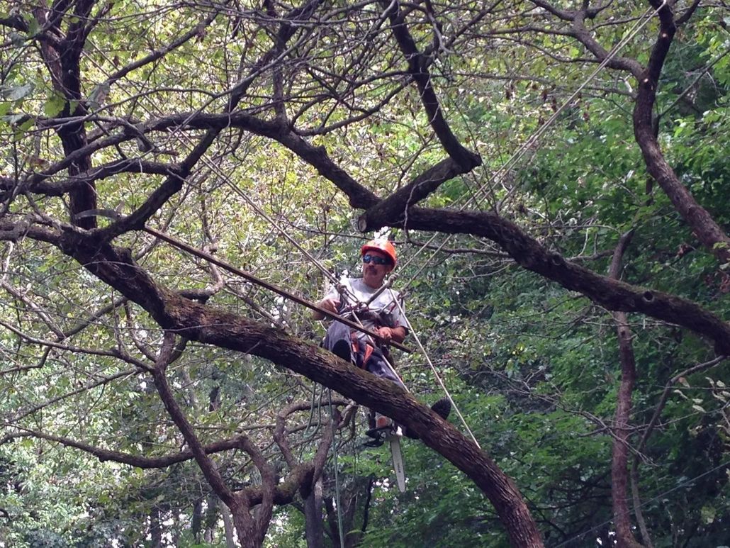 About Gates Tree Service in Yazoo City, MS
