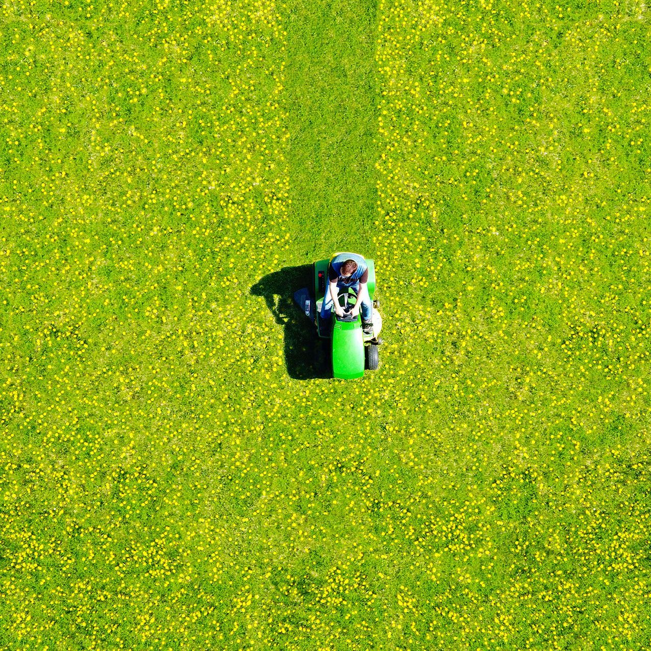 Aerial view of lawn care worker mowing green field of dandelions.