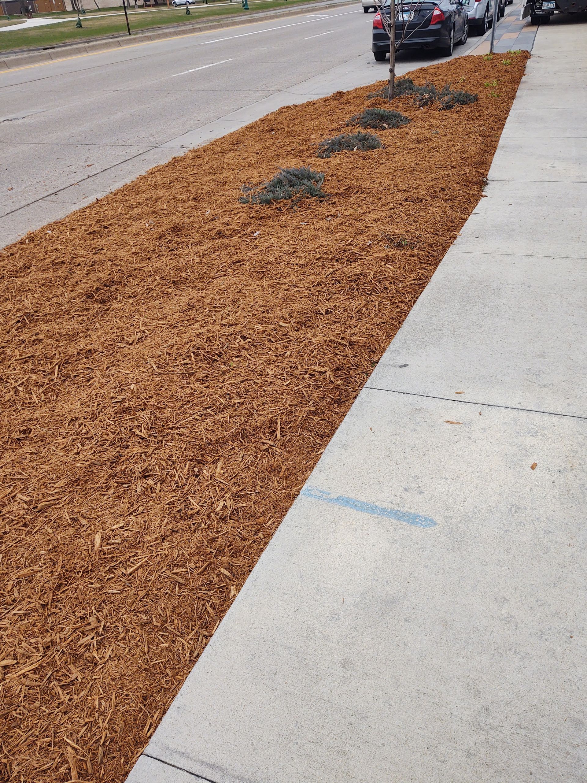 A long, brown mulch bed alongside a sidewalk and road. Several small bushes are visible.