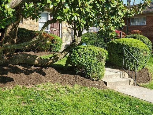 a lush green lawn with a tree and bushes in front of a house .