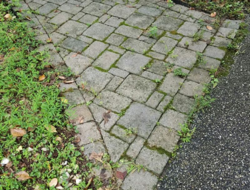 a brick walkway with moss growing on it next to a road .