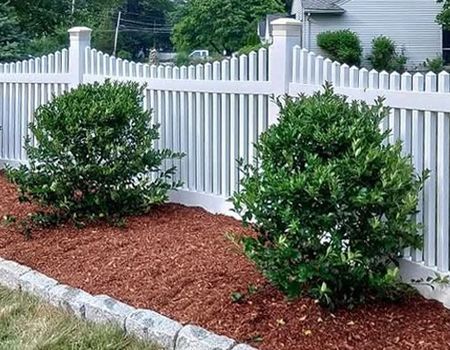 A white picket fence with shrubs and mulch in front of it.