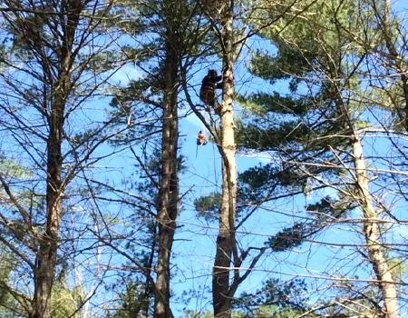 A person climbs a tall tree against a blue sky. They are roped in and wearing dark clothing.