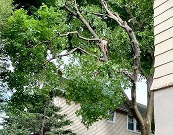 Tree with branches cut back, next to a house with green foliage and beige siding.