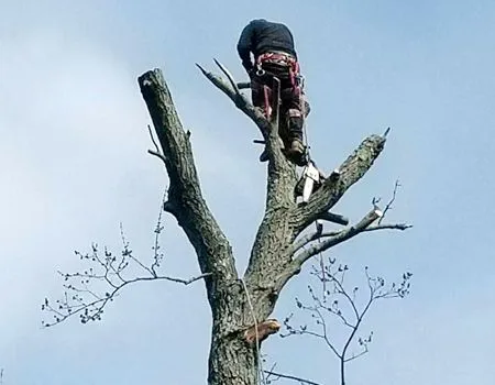 Person using a chainsaw to trim a tall tree against a blue sky.