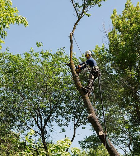 Arborist cutting a tree branch with a chainsaw, wearing safety gear and climbing ropes, outdoors.