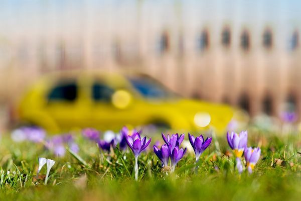 a yellow car is parked in a field of purple flowers .