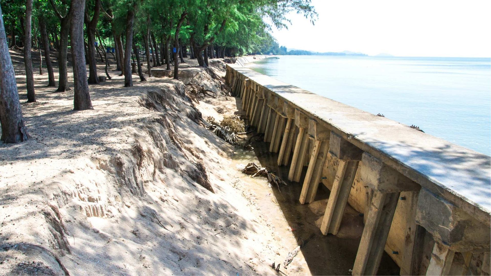 Concrete seawall on a sandy beach, trees in background, water on the right. Erosion visible.