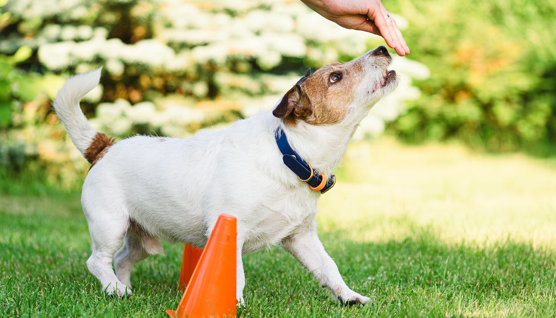 Dog jumping up for treat, hand reaching down, near orange cone on grass.