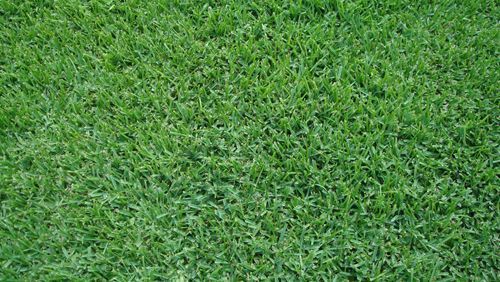 Close-up of dense green grass covering the ground