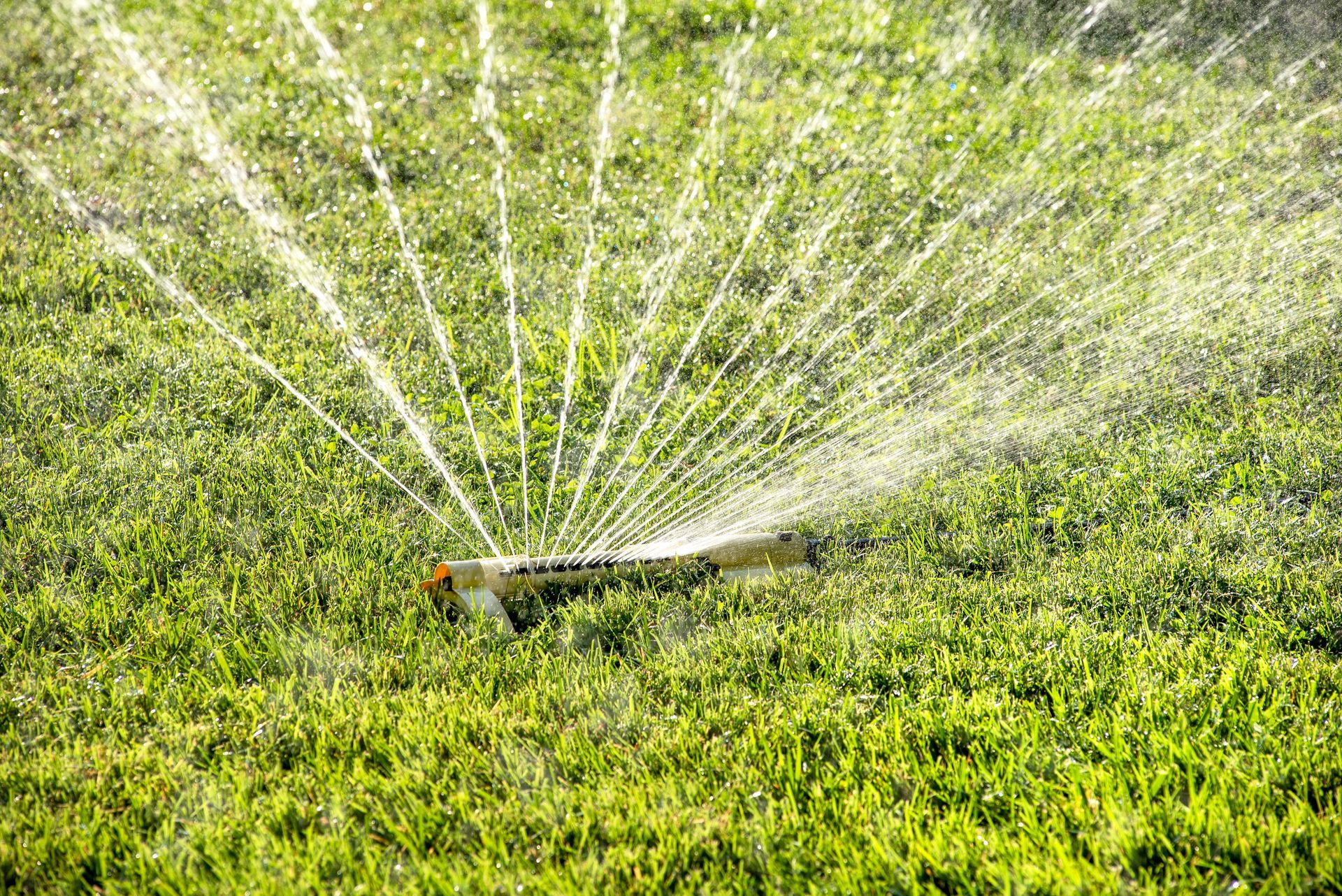Sprinkler sprays water over green grass on a sunny day.