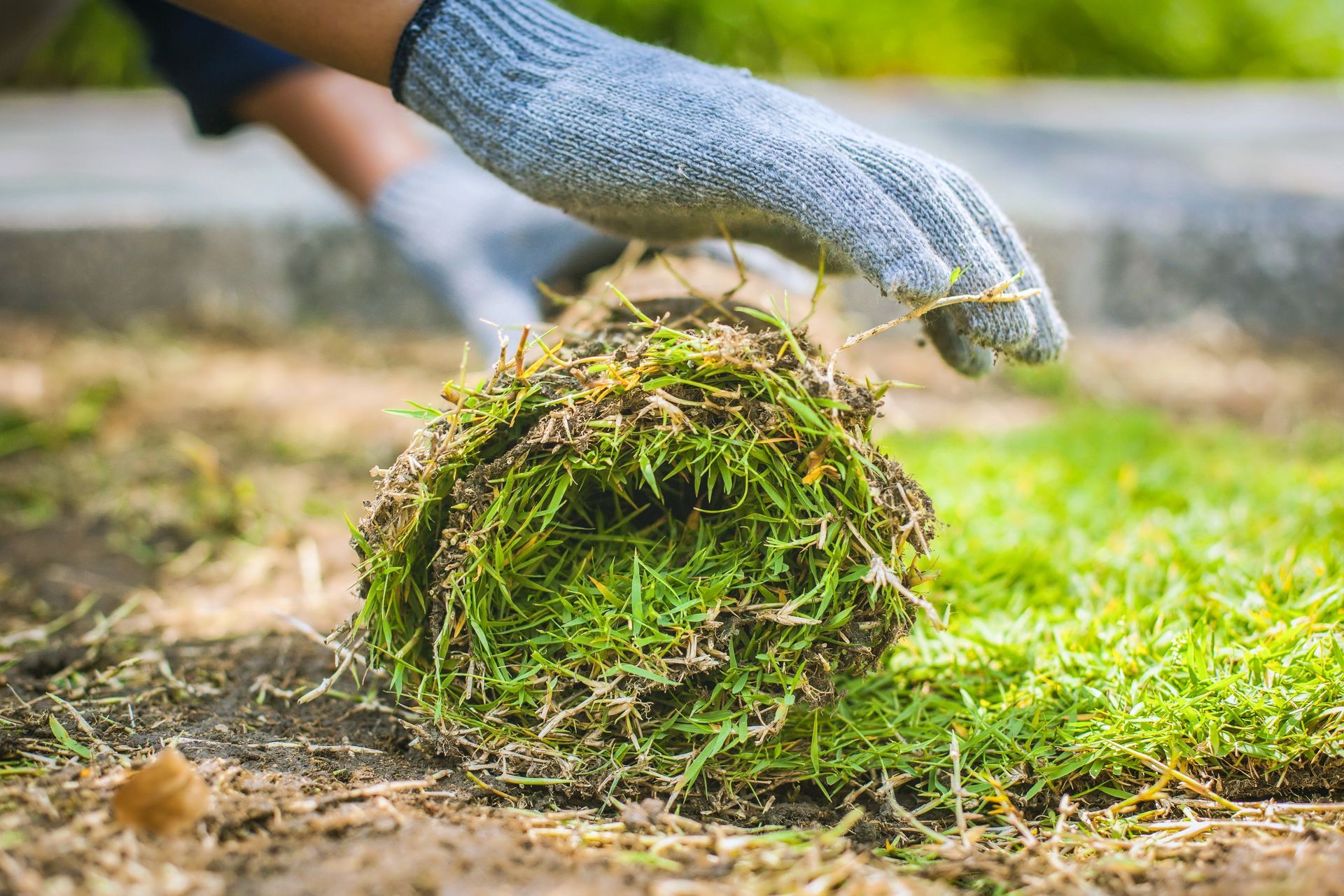 Hand wearing glove rolling out a section of freshly cut sod on soil.