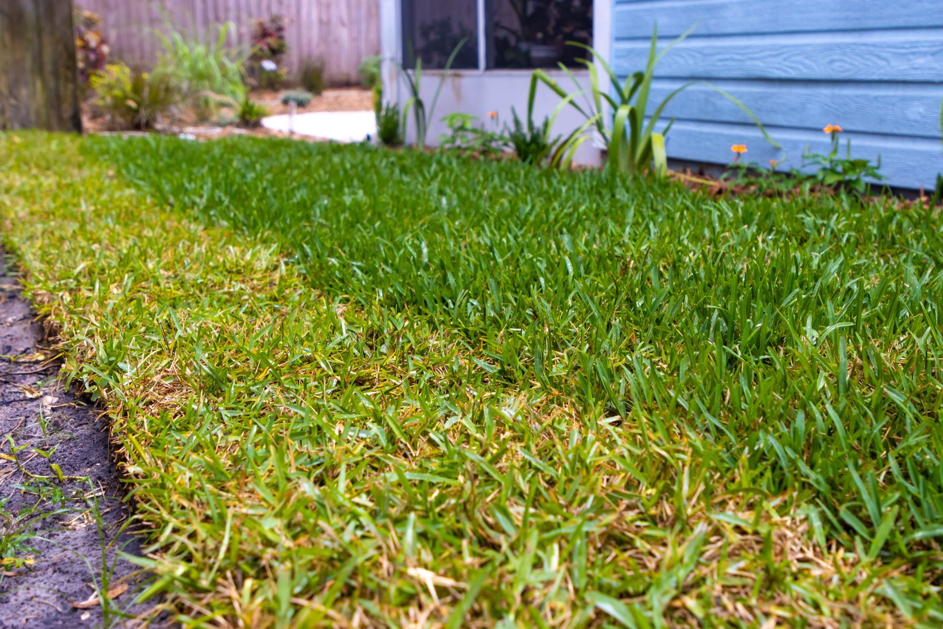 Lawn showing a clear color difference, with a yellow-green strip next to a vibrant green strip, outdoors.