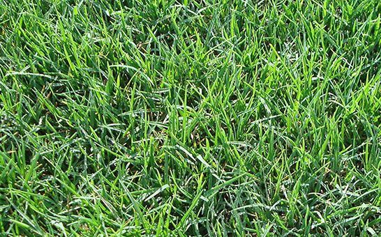 Close-up of dense green grass with thin blades filling the frame