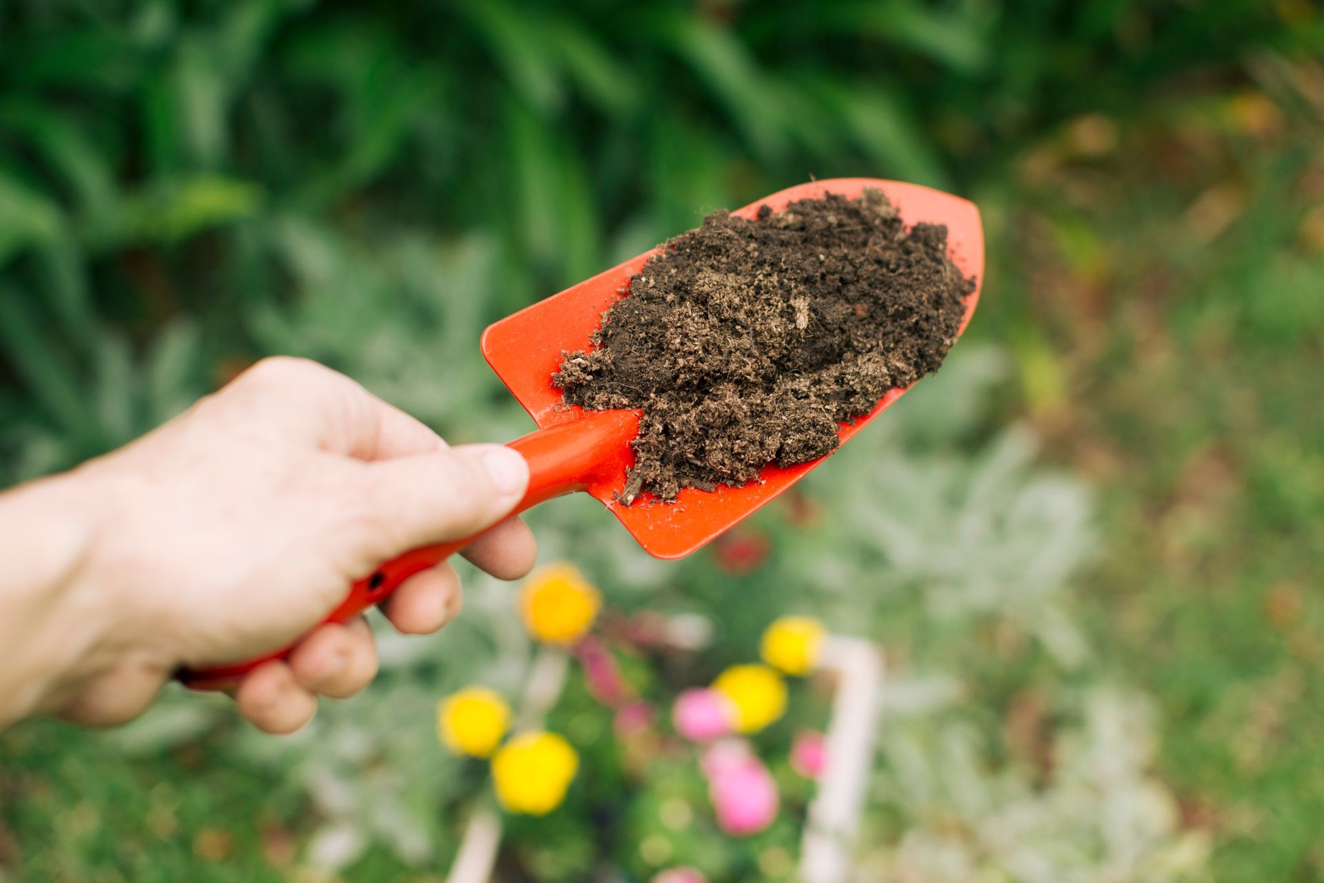 A person is holding a small shovel filled with dirt.