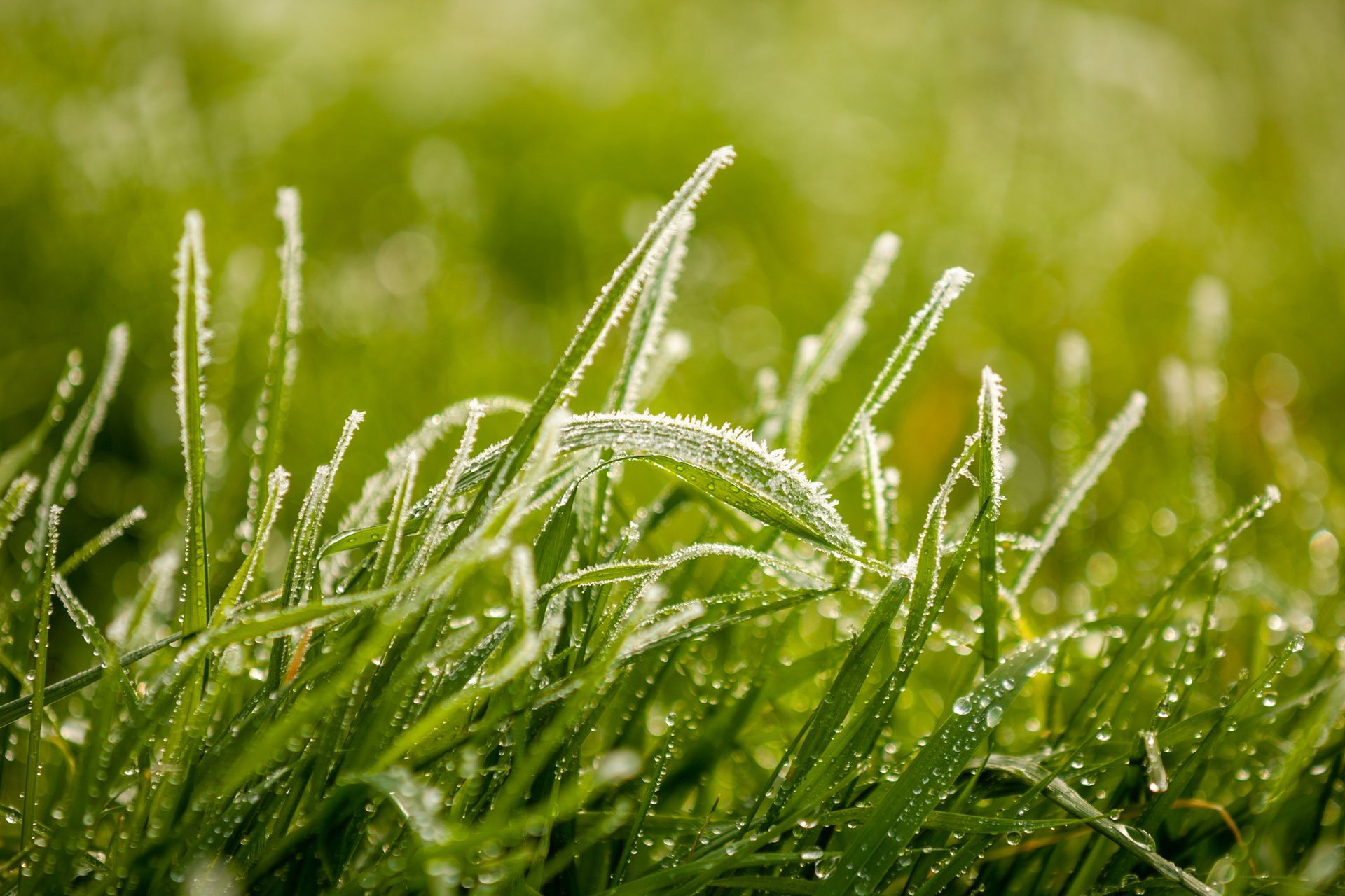 Green grass blades with frost crystals glistening in the sunlight.