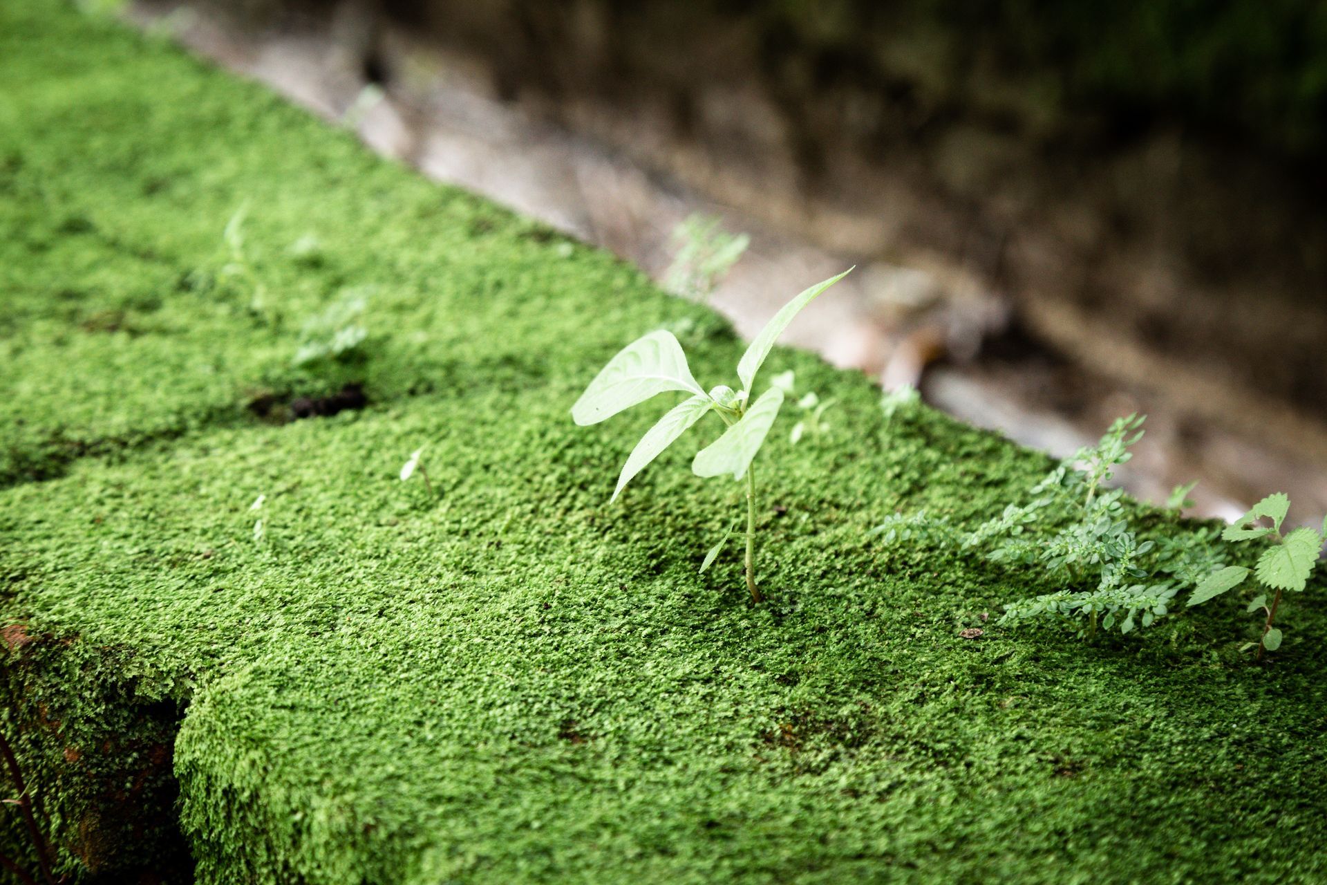 A small plant is growing out of a pile of moss.