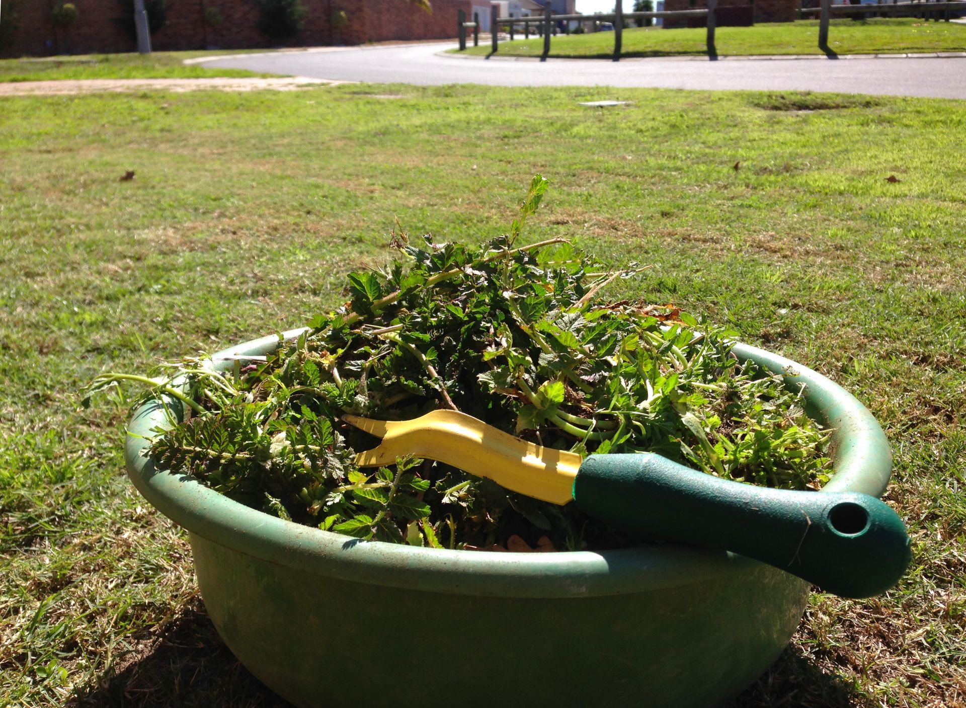 Green plastic bin overflowing with weeds and a yellow and green weeding tool on grassy ground.