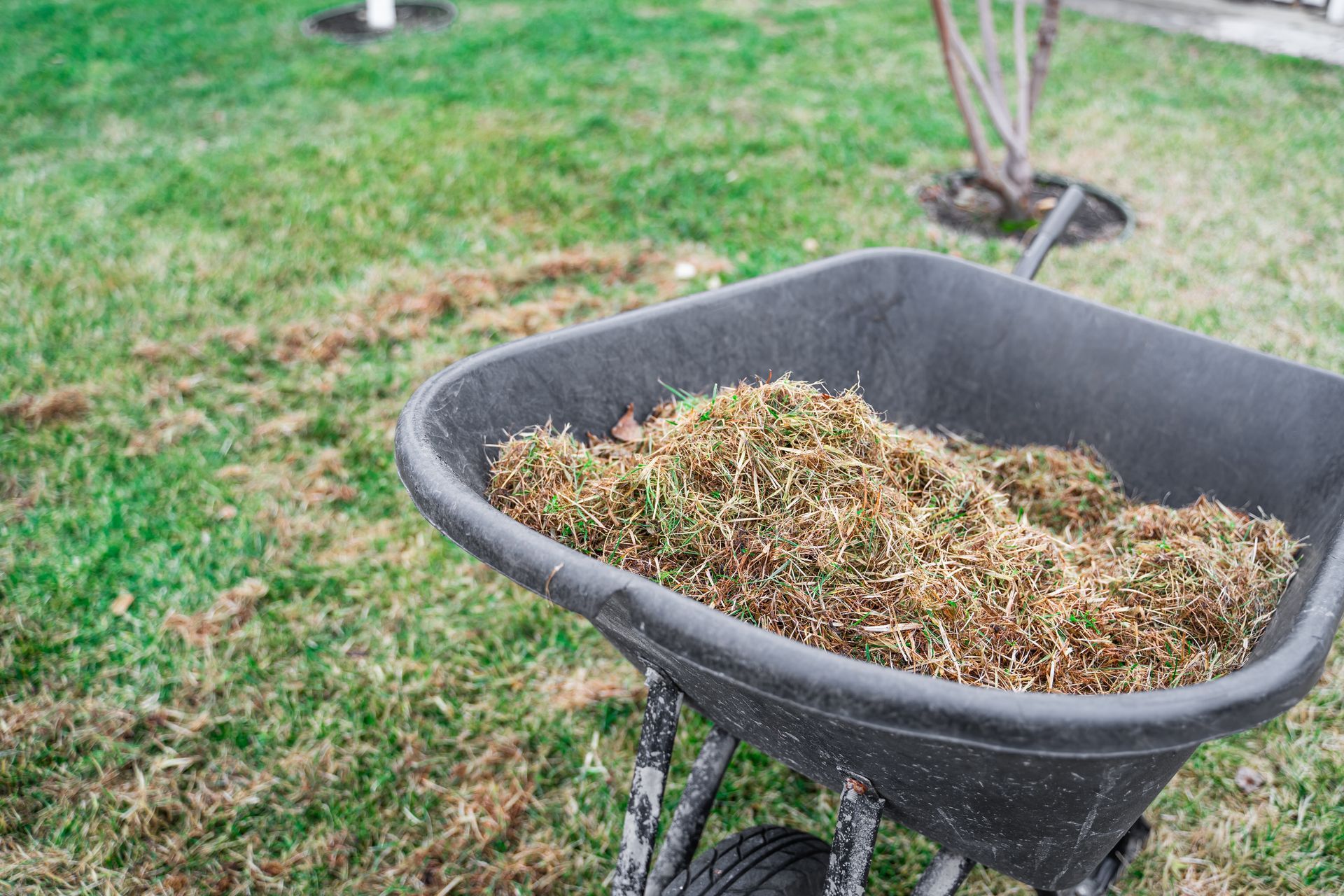 Wheelbarrow full of brown grass clippings on a green lawn; a tree and more clippings are in the background.