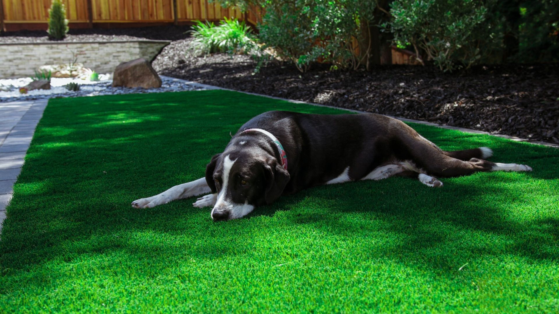 Dog resting on green artificial turf in sunny yard.
