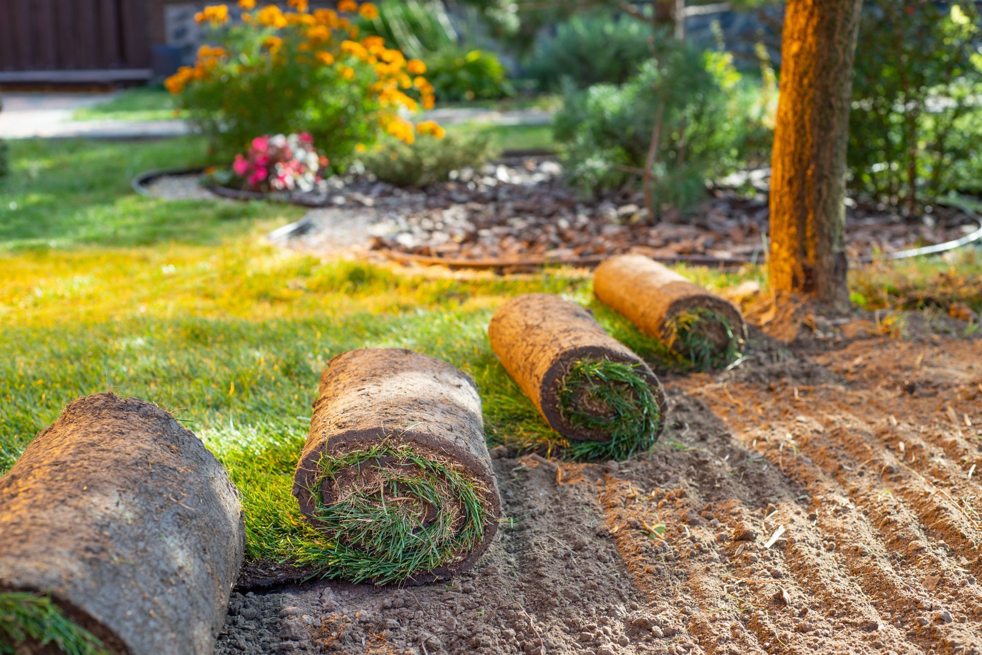 Rolls of sod being laid in a grassy yard next to a flower bed.