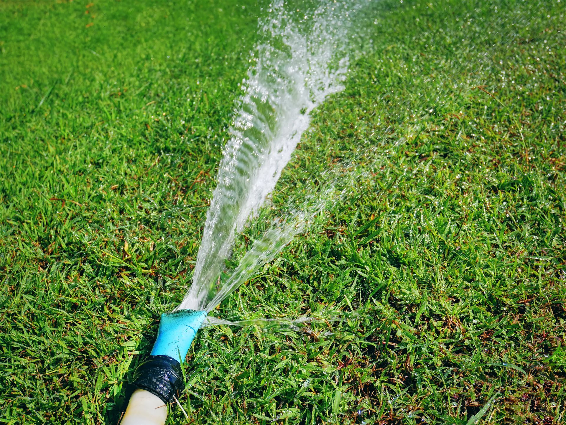 A hose is spraying water on a lush green lawn.