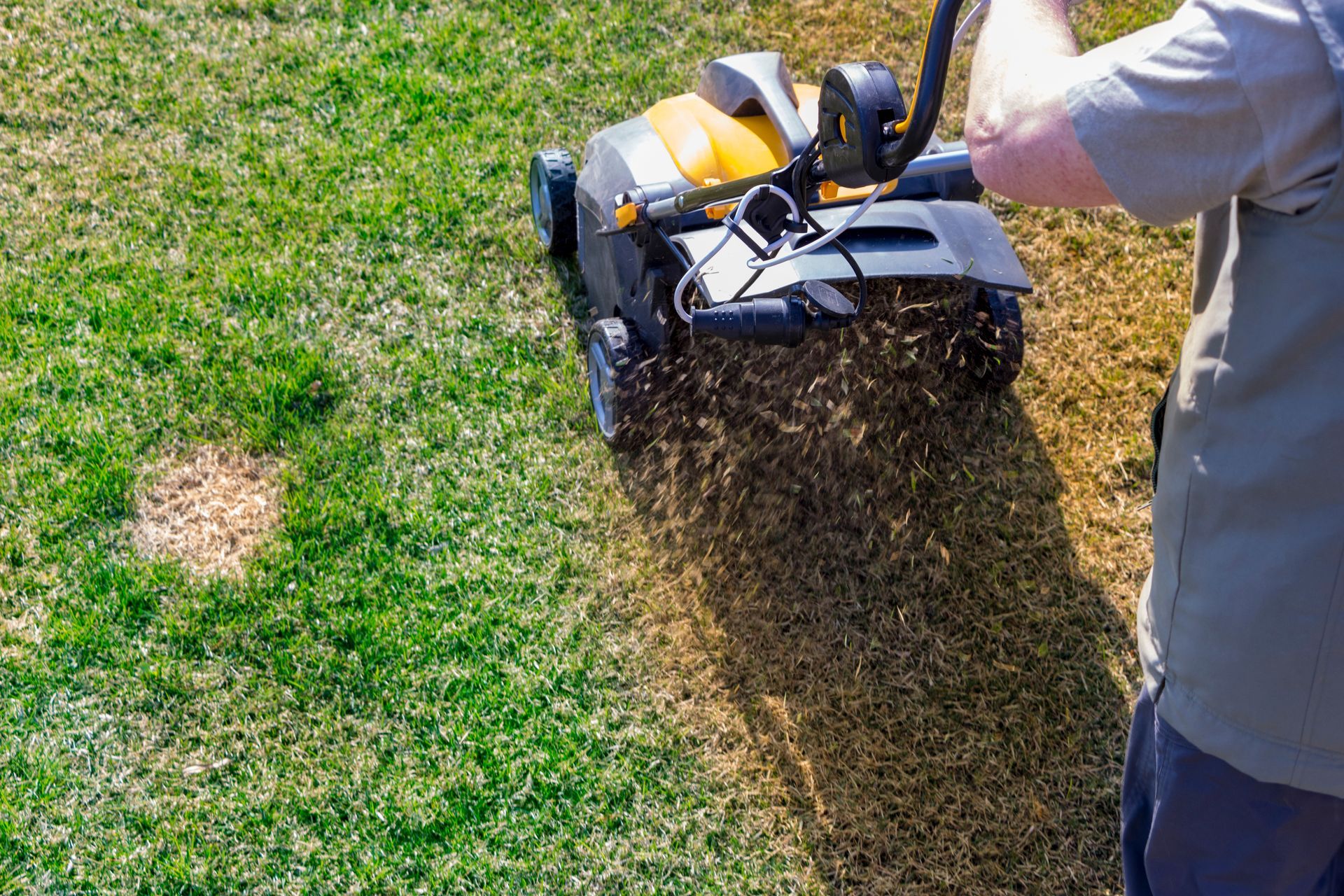 Person using a lawn dethatcher, scattering grass clippings on green lawn.