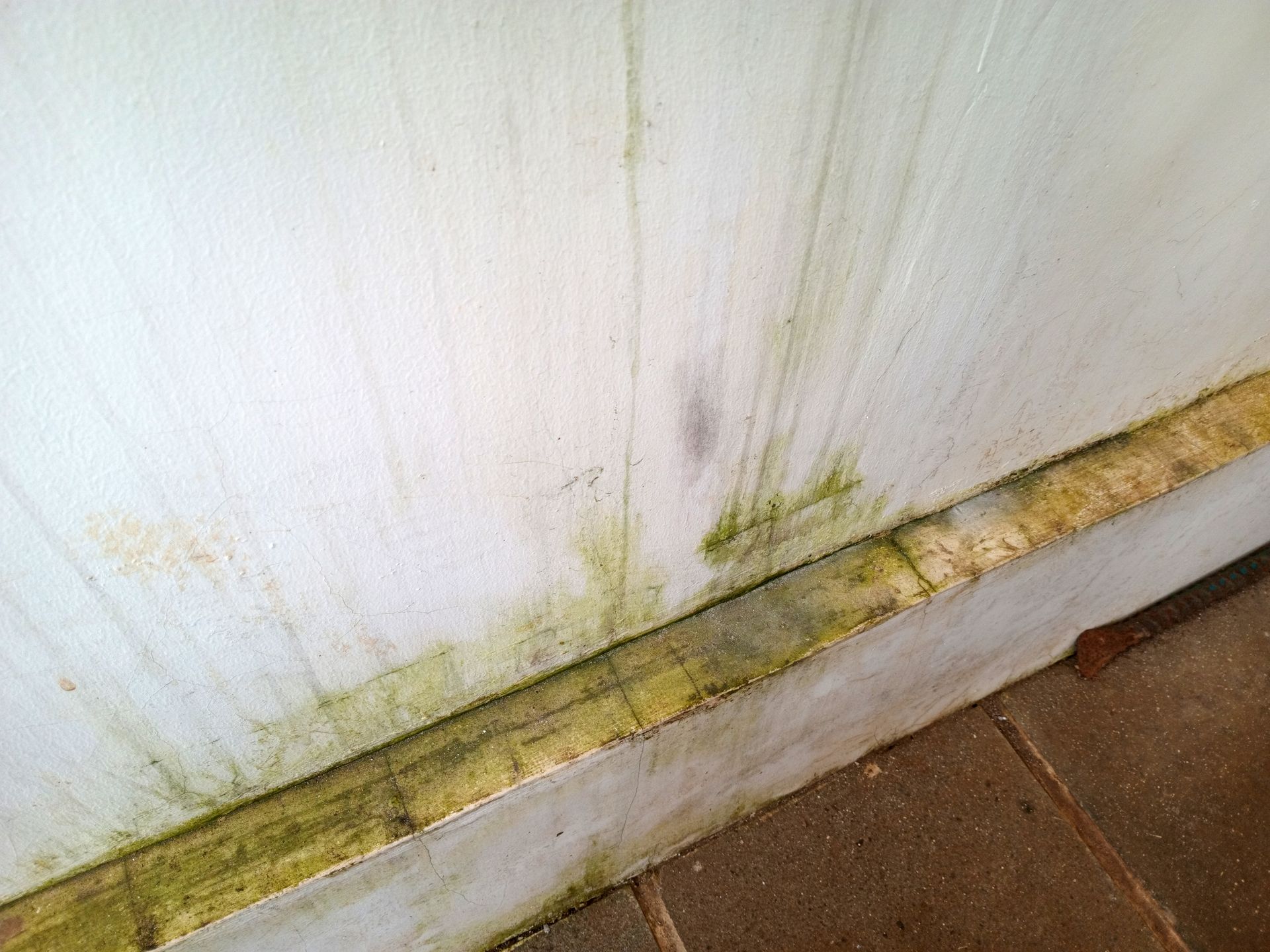 Mold and green staining along the bottom of a white wall near a brown floor edge Mold and green staining along the bottom of a white wall near a brown floor edge